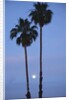 Setting sun between two California Fan Palm trees by Anonymous