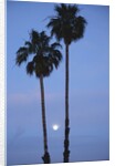Setting sun between two California Fan Palm trees by Anonymous