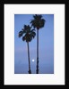 Setting sun between two California Fan Palm trees by Anonymous