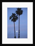 Setting sun between two California Fan Palm trees by Anonymous