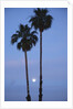 Setting sun between two California Fan Palm trees by Anonymous