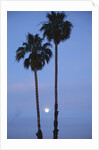 Setting sun between two California Fan Palm trees by Anonymous