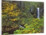 Upper Multnomah Falls by Anonymous