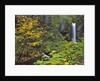Upper Multnomah Falls by Anonymous