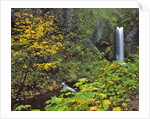 Upper Multnomah Falls by Anonymous