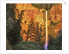 Evening light on Multnomah Falls by Anonymous