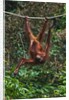An orangutan (Pongo pygmaeus) at the Sepilok Orangutan Rehabilitation Center by Anonymous
