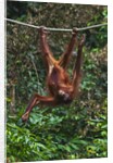 An orangutan (Pongo pygmaeus) at the Sepilok Orangutan Rehabilitation Center by Anonymous