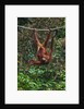 An orangutan (Pongo pygmaeus) at the Sepilok Orangutan Rehabilitation Center by Anonymous