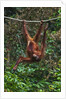 An orangutan (Pongo pygmaeus) at the Sepilok Orangutan Rehabilitation Center by Anonymous