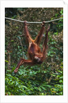 An orangutan (Pongo pygmaeus) at the Sepilok Orangutan Rehabilitation Center by Anonymous