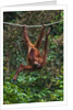 An orangutan (Pongo pygmaeus) at the Sepilok Orangutan Rehabilitation Center by Anonymous