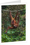 An orangutan (Pongo pygmaeus) at the Sepilok Orangutan Rehabilitation Center by Anonymous