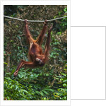 An orangutan (Pongo pygmaeus) at the Sepilok Orangutan Rehabilitation Center by Anonymous