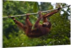 An orangutan (Pongo pygmaeus) at the Sepilok Orangutan Rehabilitation Center by Anonymous