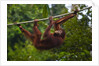 An orangutan (Pongo pygmaeus) at the Sepilok Orangutan Rehabilitation Center by Anonymous