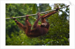 An orangutan (Pongo pygmaeus) at the Sepilok Orangutan Rehabilitation Center by Anonymous