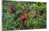 A group of orangutans (Pongo pygmaeus) at the Sepilok Orangutan Rehabilitation Center by Anonymous