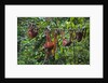 A group of orangutans (Pongo pygmaeus) at the Sepilok Orangutan Rehabilitation Center by Anonymous