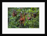 A group of orangutans (Pongo pygmaeus) at the Sepilok Orangutan Rehabilitation Center by Anonymous