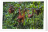 A group of orangutans (Pongo pygmaeus) at the Sepilok Orangutan Rehabilitation Center by Anonymous