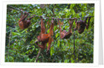 A group of orangutans (Pongo pygmaeus) at the Sepilok Orangutan Rehabilitation Center by Anonymous