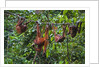 A group of orangutans (Pongo pygmaeus) at the Sepilok Orangutan Rehabilitation Center by Anonymous