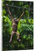 A sick baby orangutan (Pongo pygmaeus) at the Sepilok Orangutan Rehabilitation Center by Anonymous