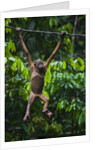 A sick baby orangutan (Pongo pygmaeus) at the Sepilok Orangutan Rehabilitation Center by Anonymous