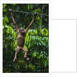 A sick baby orangutan (Pongo pygmaeus) at the Sepilok Orangutan Rehabilitation Center by Anonymous