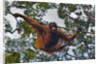 An orangutan (Pongo pygmaeus) at the Sepilok Orangutan Rehabilitation Center by Anonymous