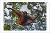 An orangutan (Pongo pygmaeus) at the Sepilok Orangutan Rehabilitation Center by Anonymous
