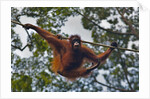An orangutan (Pongo pygmaeus) at the Sepilok Orangutan Rehabilitation Center by Anonymous