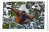 An orangutan (Pongo pygmaeus) at the Sepilok Orangutan Rehabilitation Center by Anonymous