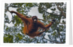 An orangutan (Pongo pygmaeus) at the Sepilok Orangutan Rehabilitation Center by Anonymous