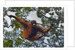An orangutan (Pongo pygmaeus) at the Sepilok Orangutan Rehabilitation Center by Anonymous