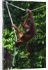 An orangutan (Pongo pygmaeus) at the Sepilok Orangutan Rehabilitation Center by Anonymous
