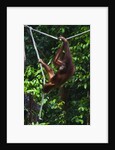 An orangutan (Pongo pygmaeus) at the Sepilok Orangutan Rehabilitation Center by Anonymous