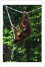 An orangutan (Pongo pygmaeus) at the Sepilok Orangutan Rehabilitation Center by Anonymous