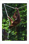 An orangutan (Pongo pygmaeus) at the Sepilok Orangutan Rehabilitation Center by Anonymous