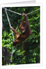 An orangutan (Pongo pygmaeus) at the Sepilok Orangutan Rehabilitation Center by Anonymous