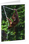 An orangutan (Pongo pygmaeus) at the Sepilok Orangutan Rehabilitation Center by Anonymous