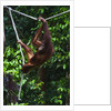 An orangutan (Pongo pygmaeus) at the Sepilok Orangutan Rehabilitation Center by Anonymous