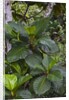 Tropical plants in Kabili-Sepilok Forest Reserve by Anonymous