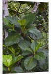 Tropical plants in Kabili-Sepilok Forest Reserve by Anonymous