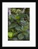 Tropical plants in Kabili-Sepilok Forest Reserve by Anonymous