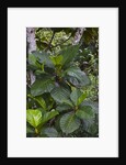 Tropical plants in Kabili-Sepilok Forest Reserve by Anonymous