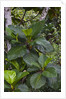 Tropical plants in Kabili-Sepilok Forest Reserve by Anonymous