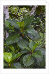 Tropical plants in Kabili-Sepilok Forest Reserve by Anonymous