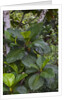 Tropical plants in Kabili-Sepilok Forest Reserve by Anonymous